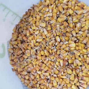 Кукуруза фуражная