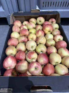 Яблоки ГАЛА