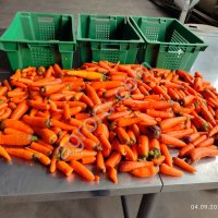 Морковь мытая нестандарт