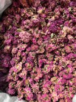 Крымская роза чайная эфиромасличная