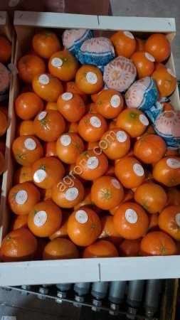 Марокканский мандарин и апельсин