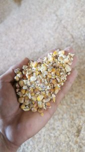 Кукурузная фуражная