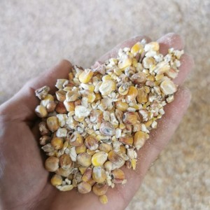 Кукурузная фуражная