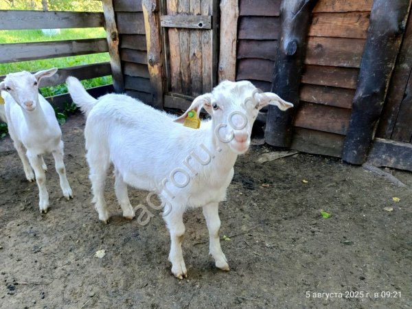 Козлята зааненско/нубийские