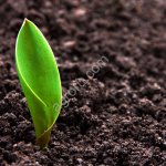 Земля плодородная.