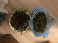 Саженцы дуба