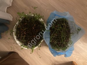 Саженцы дуба