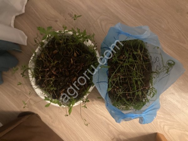 Саженцы дуба