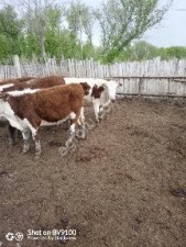 Крупный рогатый скот в Оренбургской области