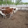 Крупный рогатый скот в Оренбургской области