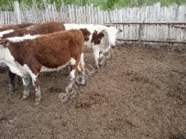Крупный рогатый скот в Оренбургской области