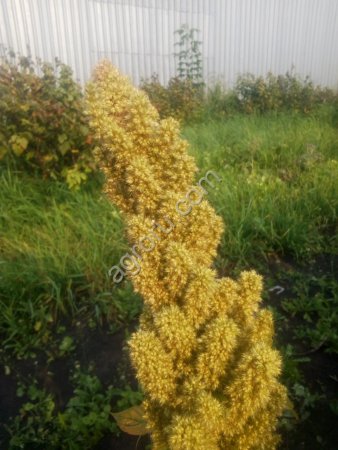 Семена амаранта (посевные, элита, с документами)