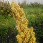 Семена амаранта (посевные, элита, с документами)