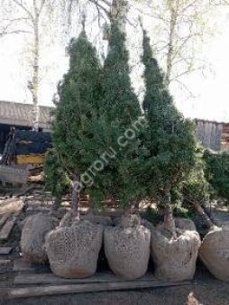 саженцы деревьев и кустарников