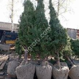 саженцы деревьев и кустарников