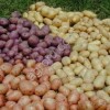 Семена картофеля