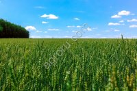 С/х хозяйство в Курганской области, 4361 га