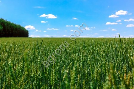 С/х хозяйство в Курганской области, 4361 га