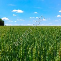 С/х хозяйство в Курганской области, 4361 га