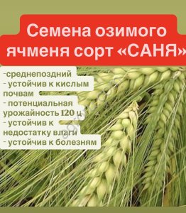 Семена ячменя  Саня, Каррера,  Версаль.