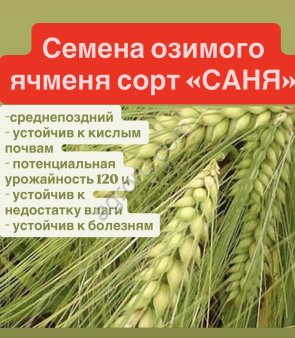 Семена ячменя Саня, Каррера, Мир, Кладенец.