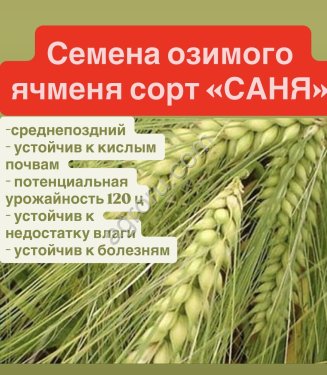 Семена ячменя Саня, Каррера, Мир, Кладенец.
