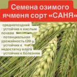 Семена ячменя Саня, Каррера, Мир, Кладенец.