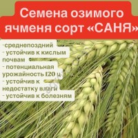 Семена ячменя Саня, Каррера,  Версаль.