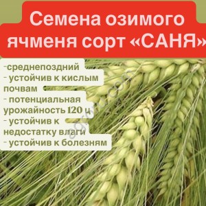 Семена ячменя  Саня, Каррера,  Версаль.