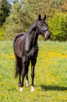 Выездковый мерин , с Европы , Furst Frederic