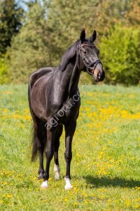 Выездковый мерин , с Европы , Furst Frederic