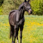 Выездковый мерин , с Европы , Furst Frederic