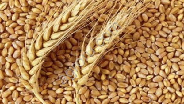 Пшеница на пищевые цели