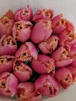 Ирис, тюльпан