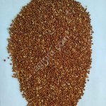 Просо красное