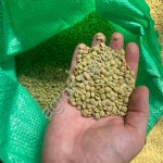 Чечевица зелёная