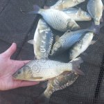 Малек карпа и толстолобика для зарыбления