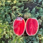 Каристан арбузы