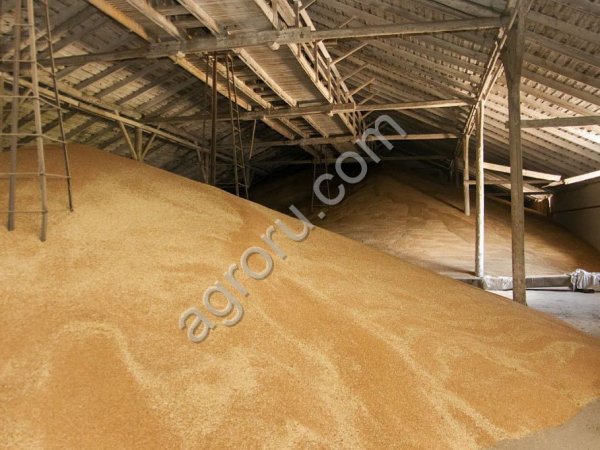 Пшеница фуражная