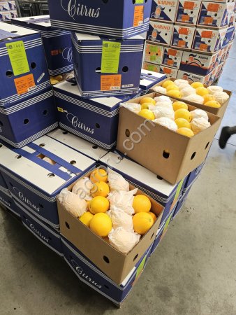 Лимоны Египет