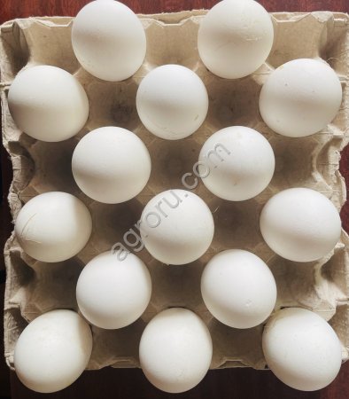 Инкубационное яйцо гуся Линда