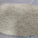 Мучка овсяная