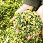 Кукурузный силос