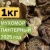 Мухомор пантерный сушеный