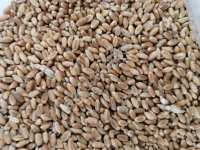 Пшеница кормовая