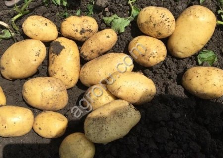 Картофель продовольственный оптом, урожай 2025 г