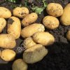 Картофель продовольственный оптом, урожай 2025 г