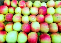Яблоки