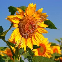 Жмых подсолнечный 36% (ракушка)