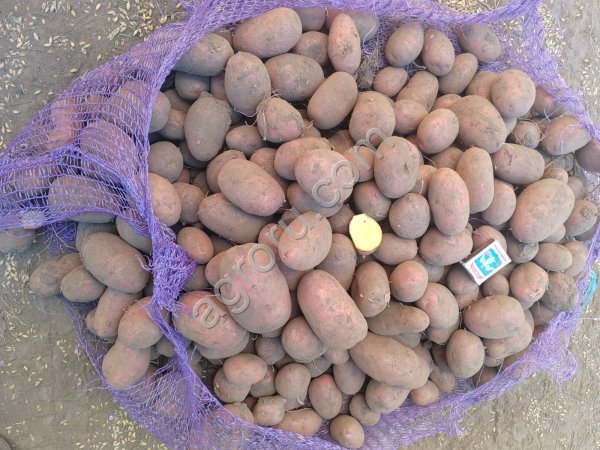 Картофель от КФХ на социалку